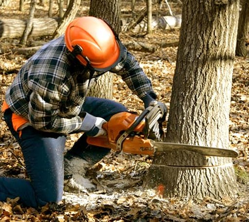 Tree Removal in Ellerbe, NC
